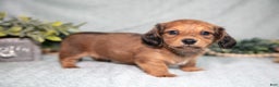 Miniature Dachshund dogs for sale: Karter - Ad 1