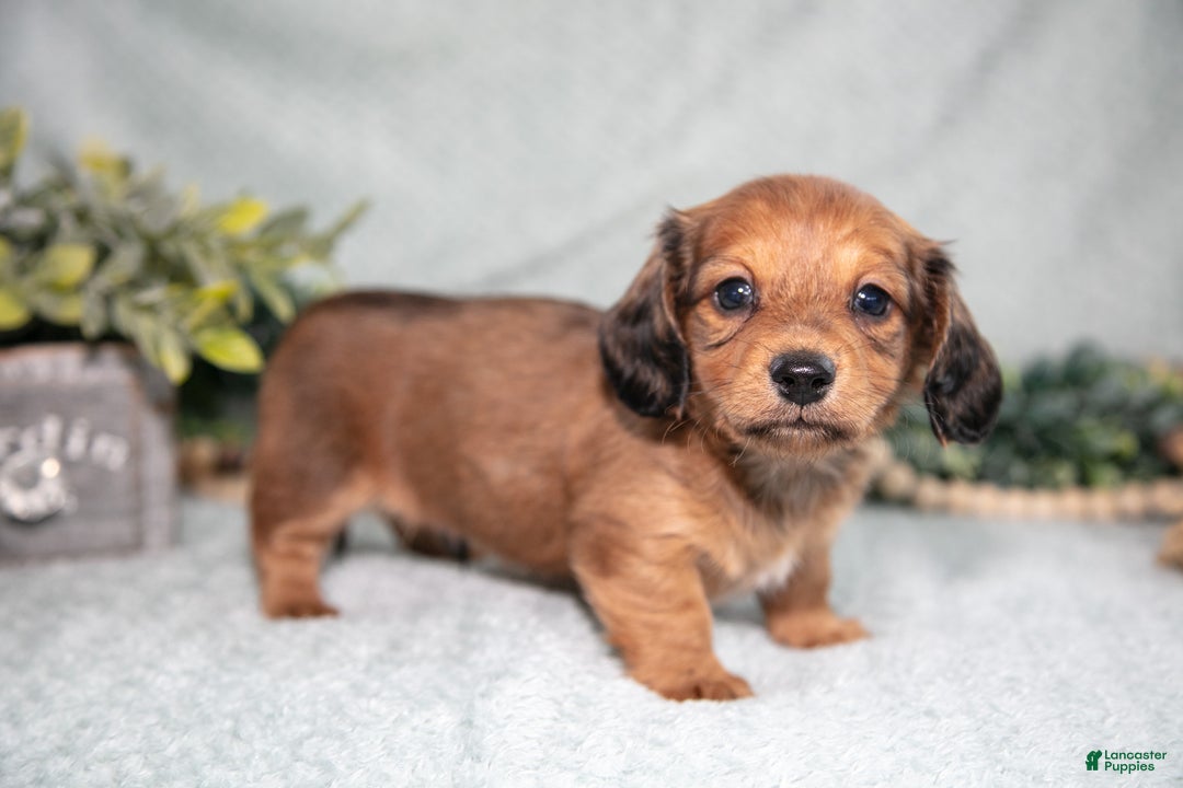 Miniature Dachshund dogs for sale: Karter - Ad 1