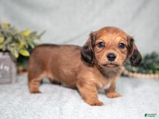 Miniature Dachshund dogs Karter - Ad 18