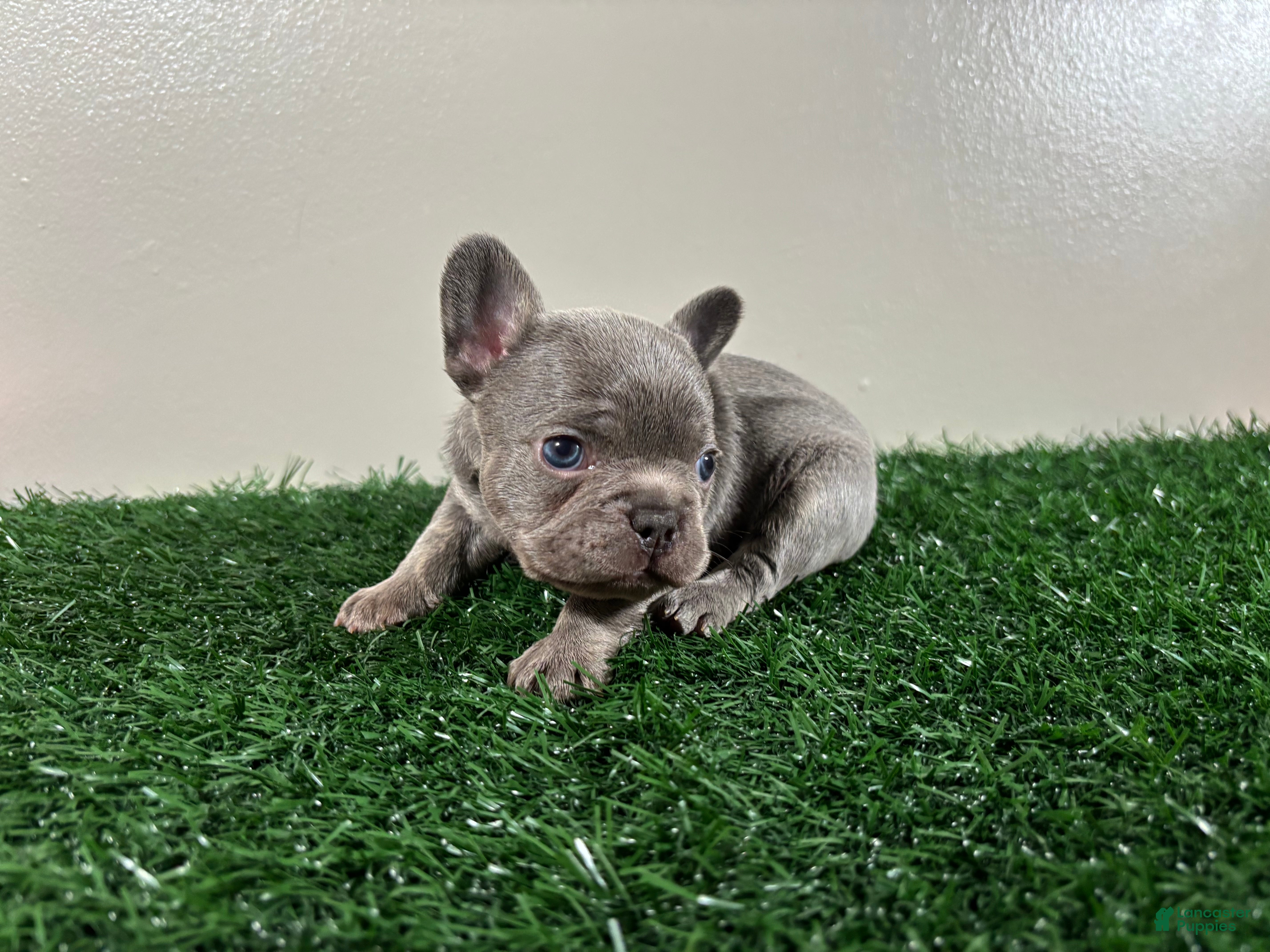 French Bulldog dogs Frank - Ad 2