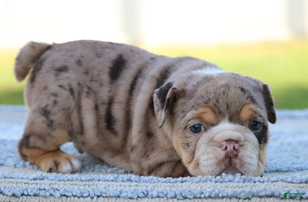 English Bulldog dogs for sale: English Bulldog Puppy 3 - Ad 4