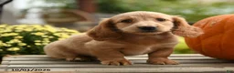 Dachshund dogs for sale: Flora   - Ad 3