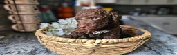 Standard Poodle dogs for sale: Pam Halpert - Ad 5