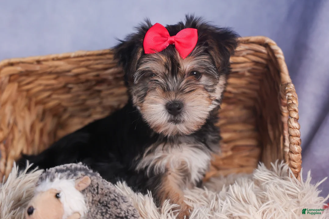 Morkie dogs for sale: Nova - Ad 11