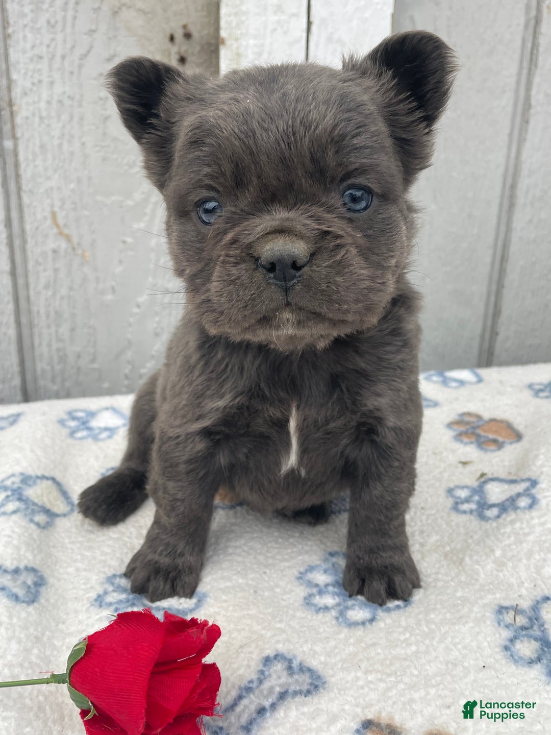 French Bulldog dogs for sale: Olive - Ad 3