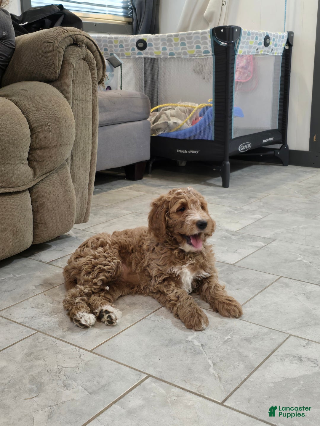 Goldendoodle dogs for sale: Daisy - Ad 3