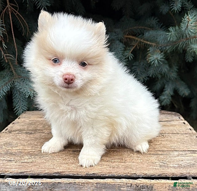 Pomeranian dogs Finn - Ad 1