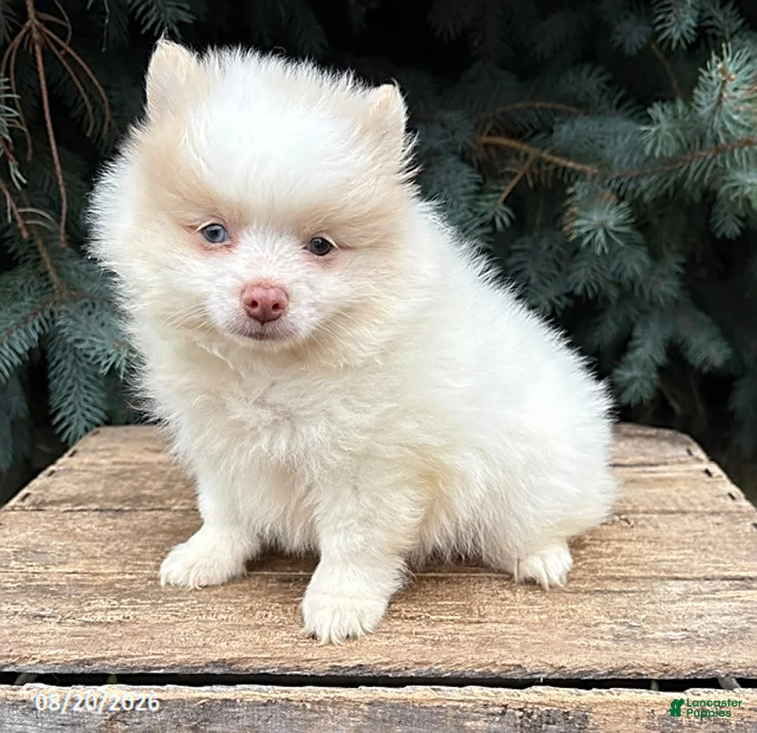 Pomeranian dogs for sale: Finn - Ad 1