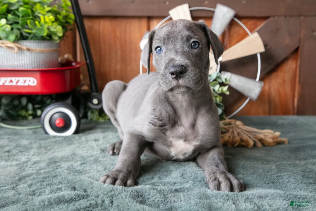 Great Dane dogs for sale: Hank - Ad 2