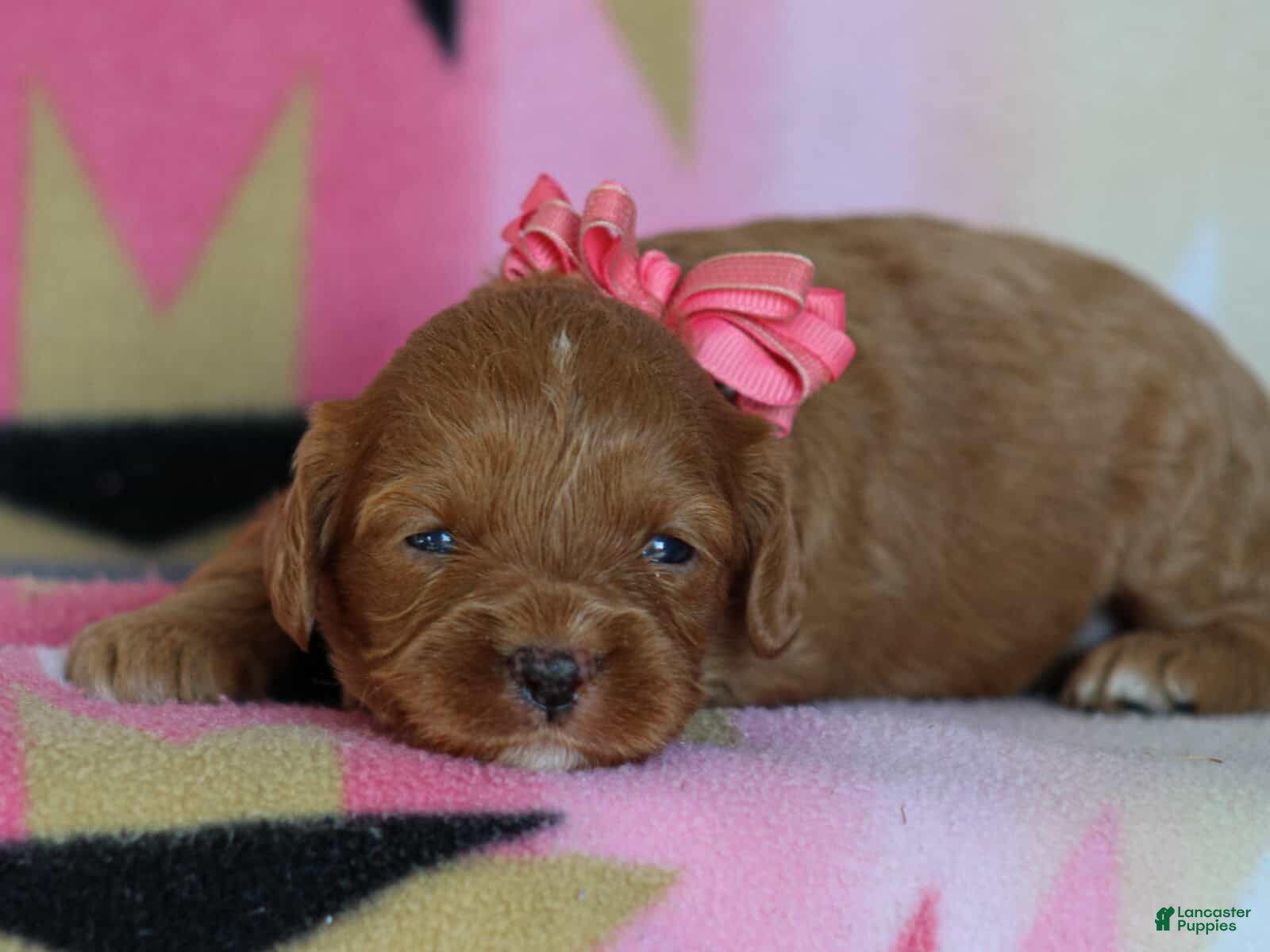 Cavapoo dogs Jennica - Ad 1