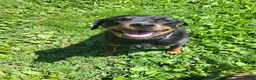 Rottweiler dogs for sale: Sally - Ad 6