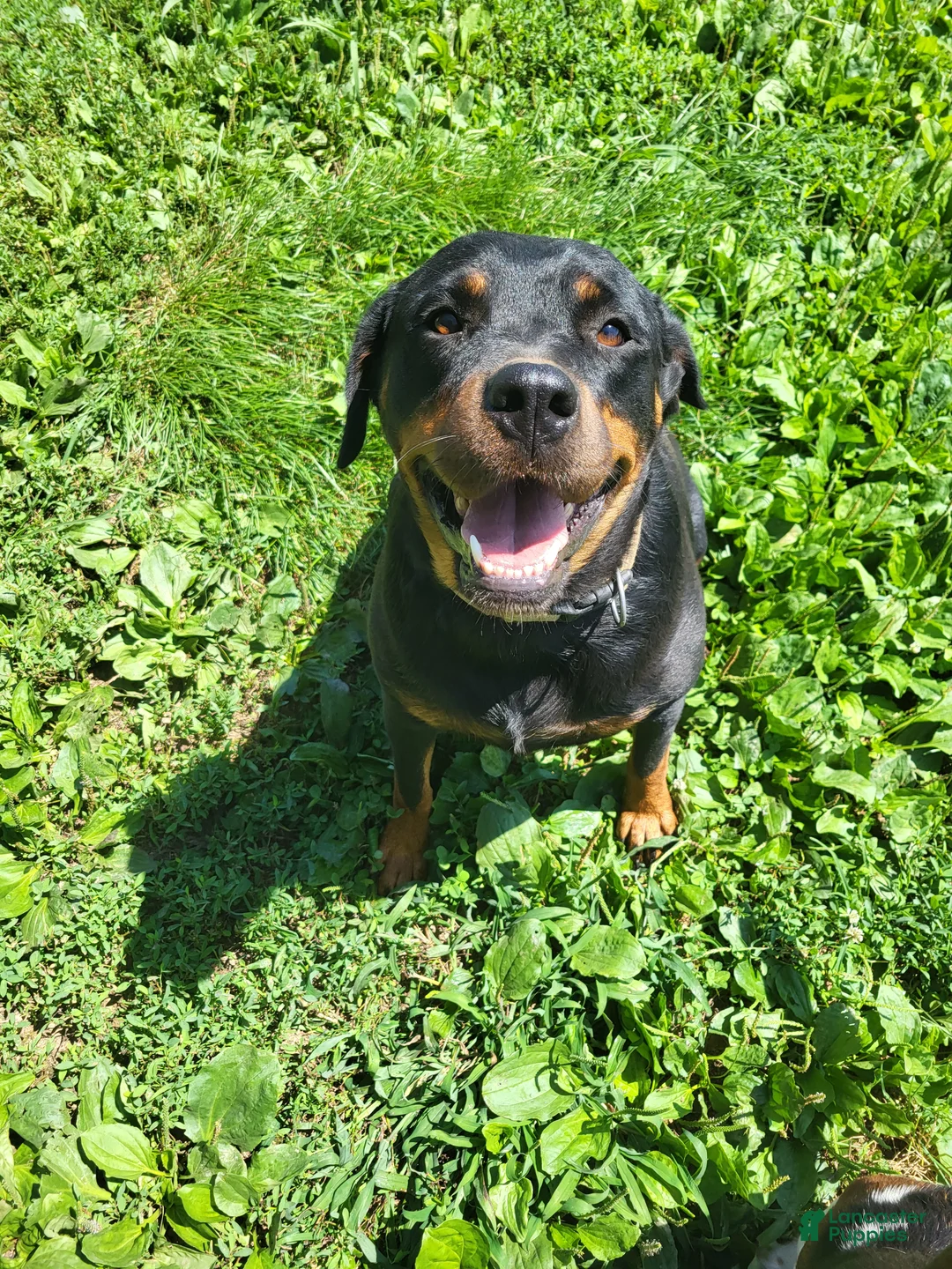 Rottweiler dogs for sale: Sally - Ad 6