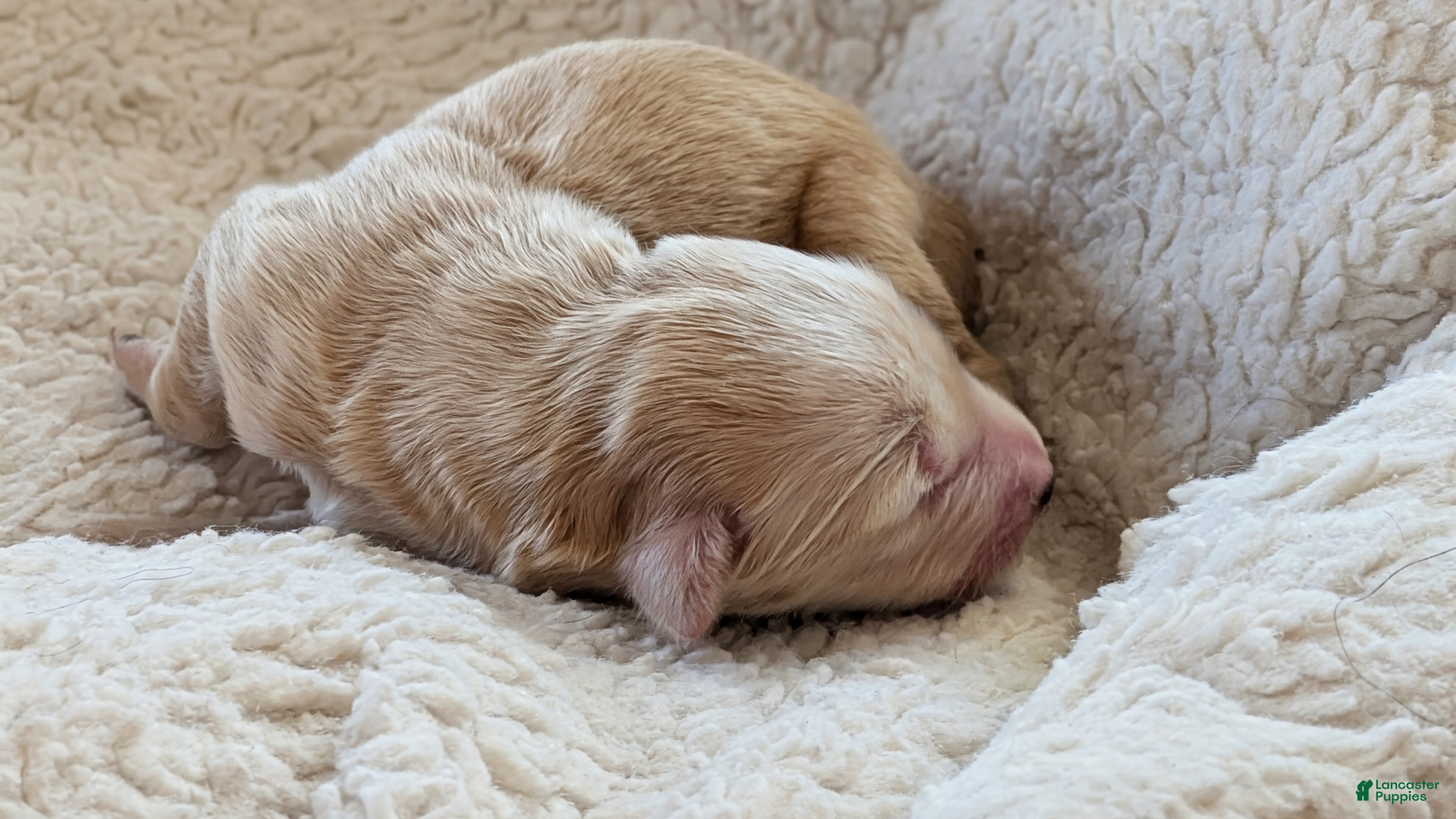 Mixed Breed dogs Goldador/Bernadoodle Puppy 4 - Ad 20