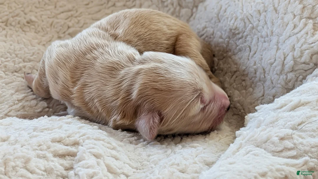 Mixed Breed dogs for sale: Goldador/Bernadoodle Puppy 4 - Ad 1