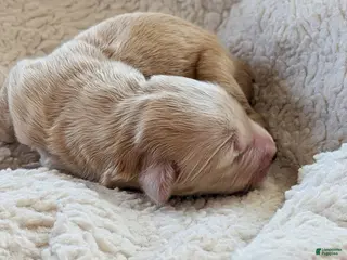 Mixed Breed dogs Goldador/Bernadoodle Puppy 4 - Ad 20