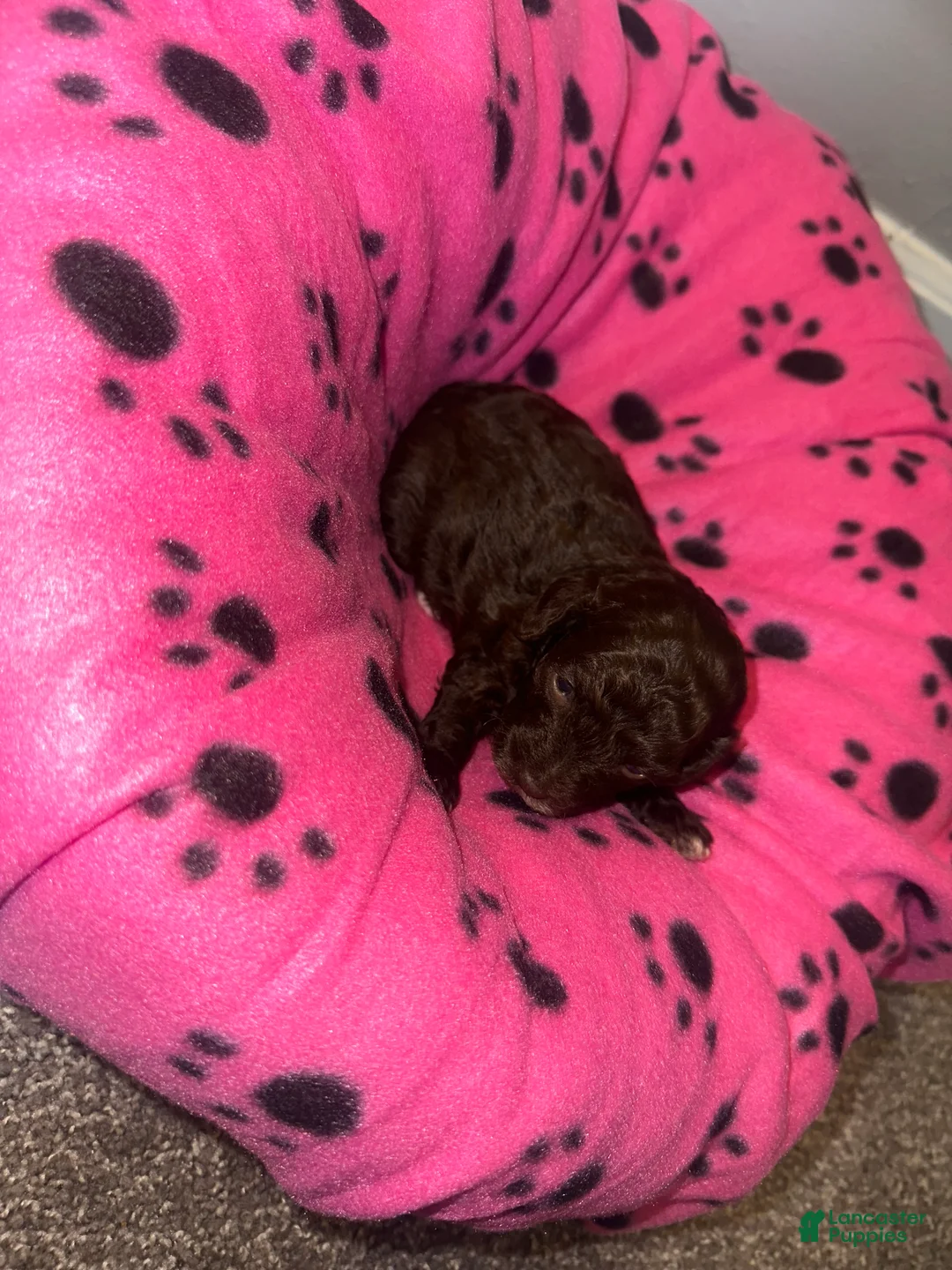 Toy Poodle dogs for sale: Toy Poodle 2 - Ad 2