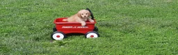 Cavapoo dogs for sale: Cavapoo Puppy 5 - Ad 2
