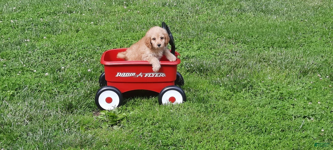 Cavapoo dogs for sale: Cavapoo Puppy 5 - Ad 2