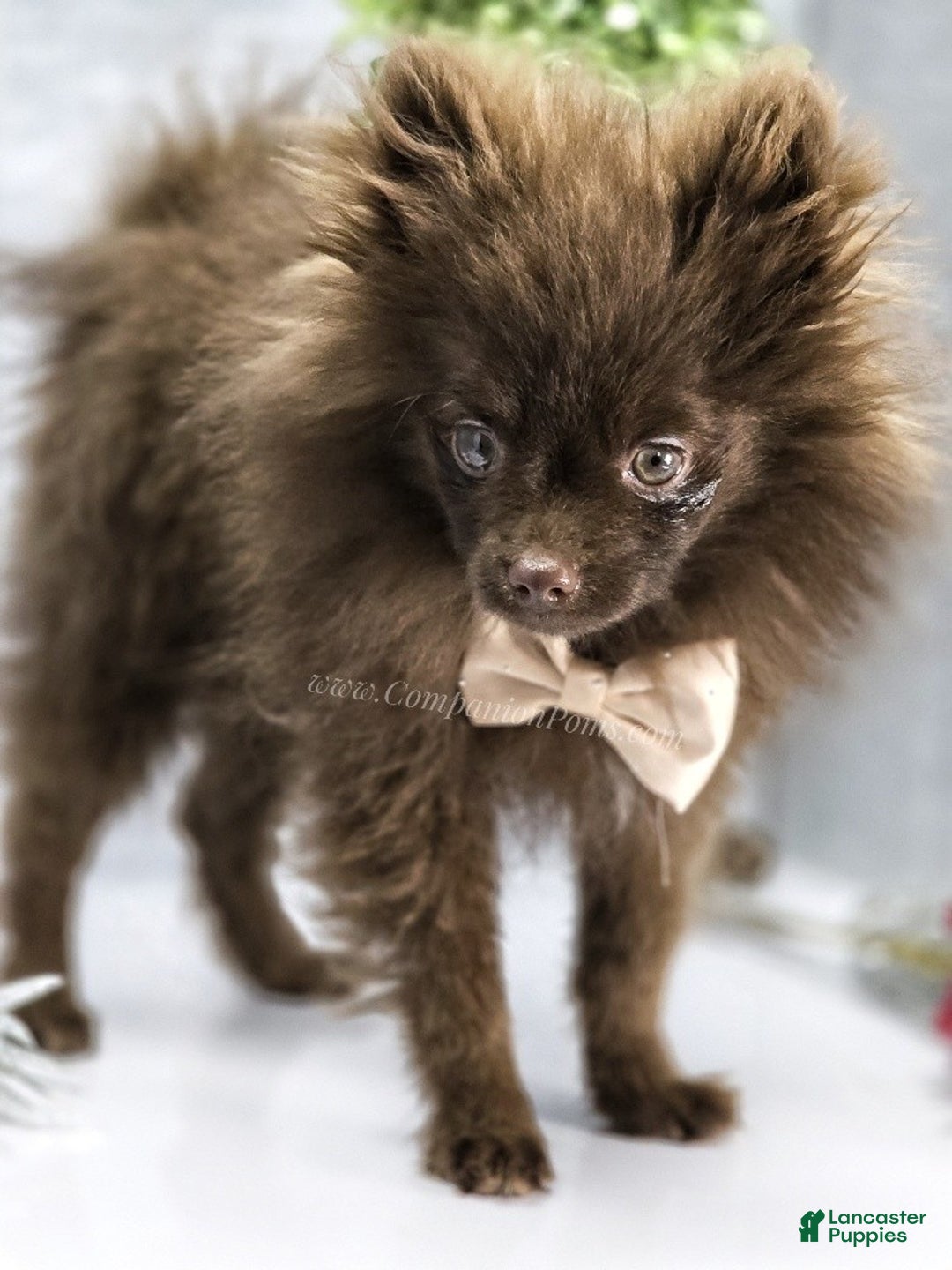 Pomeranian dogs for sale: Pomeranian Puppy 1 - Ad 2