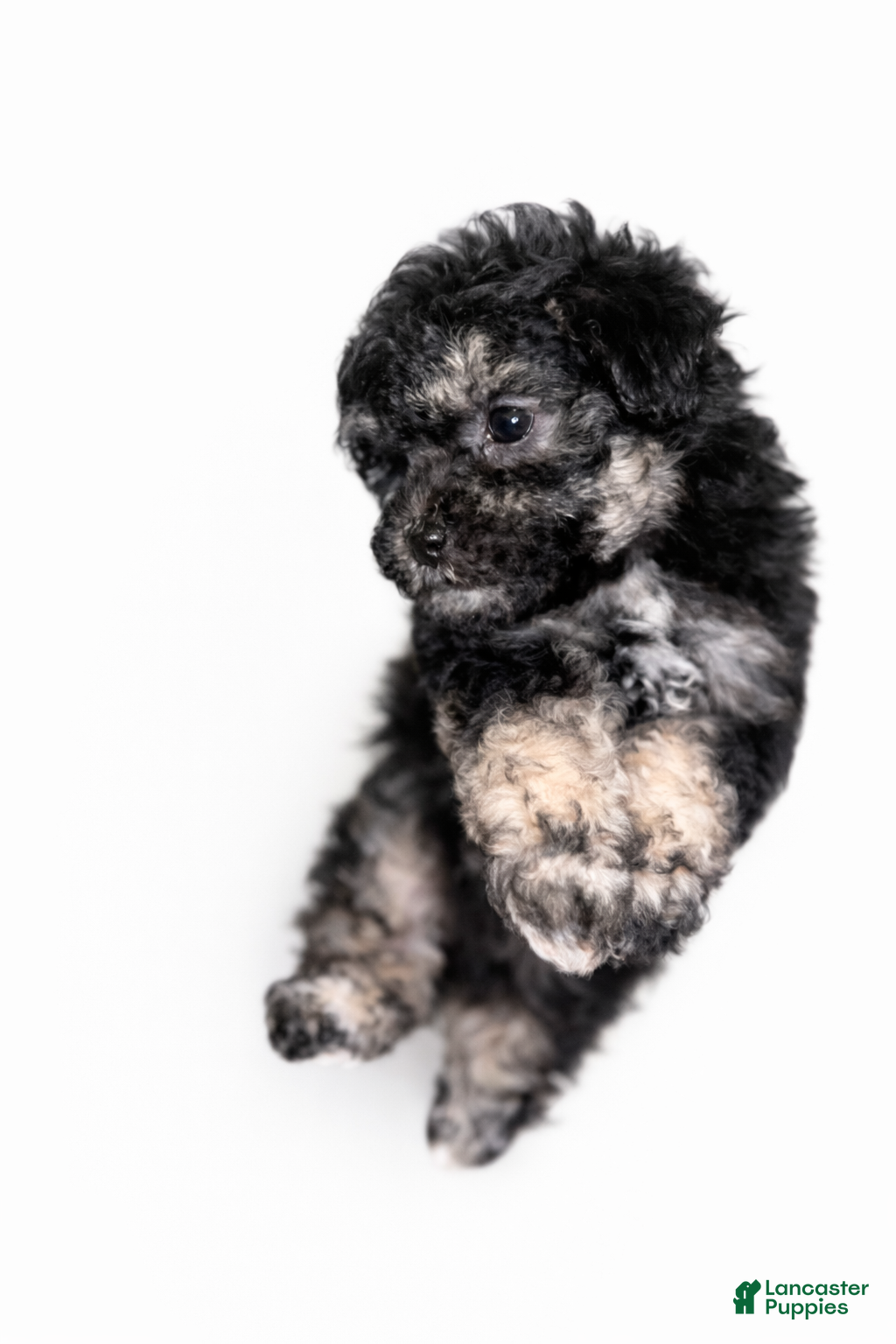 Bichpoo dogs Sade - Ad 1