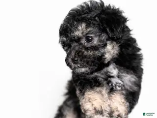 Bichpoo dogs for sale: Sade - Ad 2