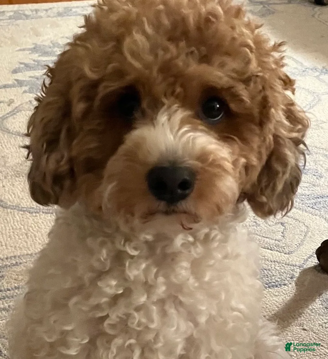 Miniature Poodle dogs for sale: Miniature Poodle Puppy 1 - Ad 3
