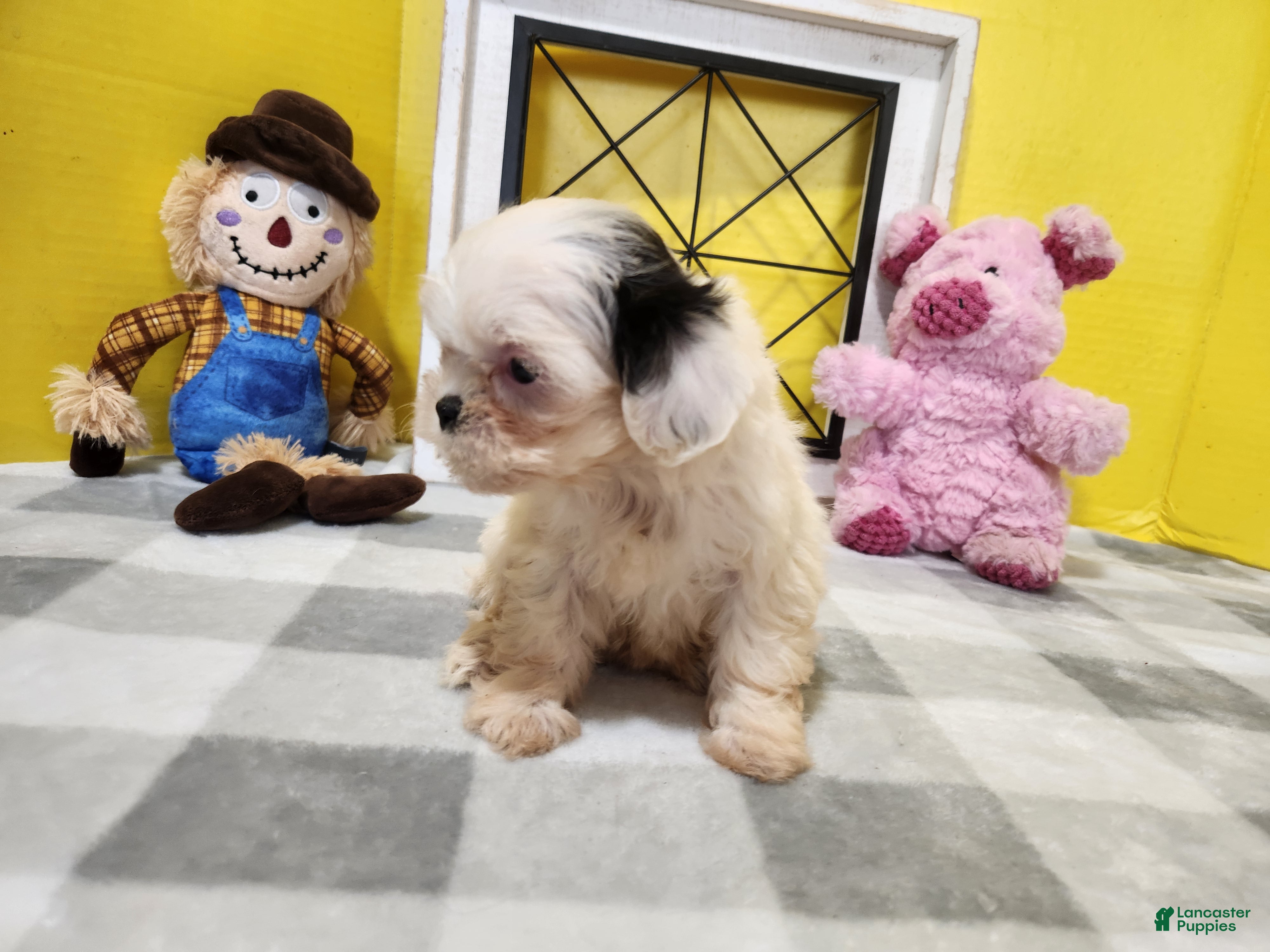 Teddy Bear dogs Clover - Ad 2