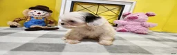 Teddy Bear dogs for sale: Clover - Ad 2