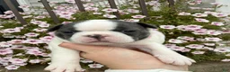 Boston Terrier dogs for sale: Boston Terrier 2 (Leia) - Ad 11