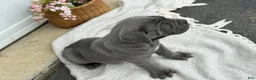 Cane Corso dogs for sale: Bane - Ad 9