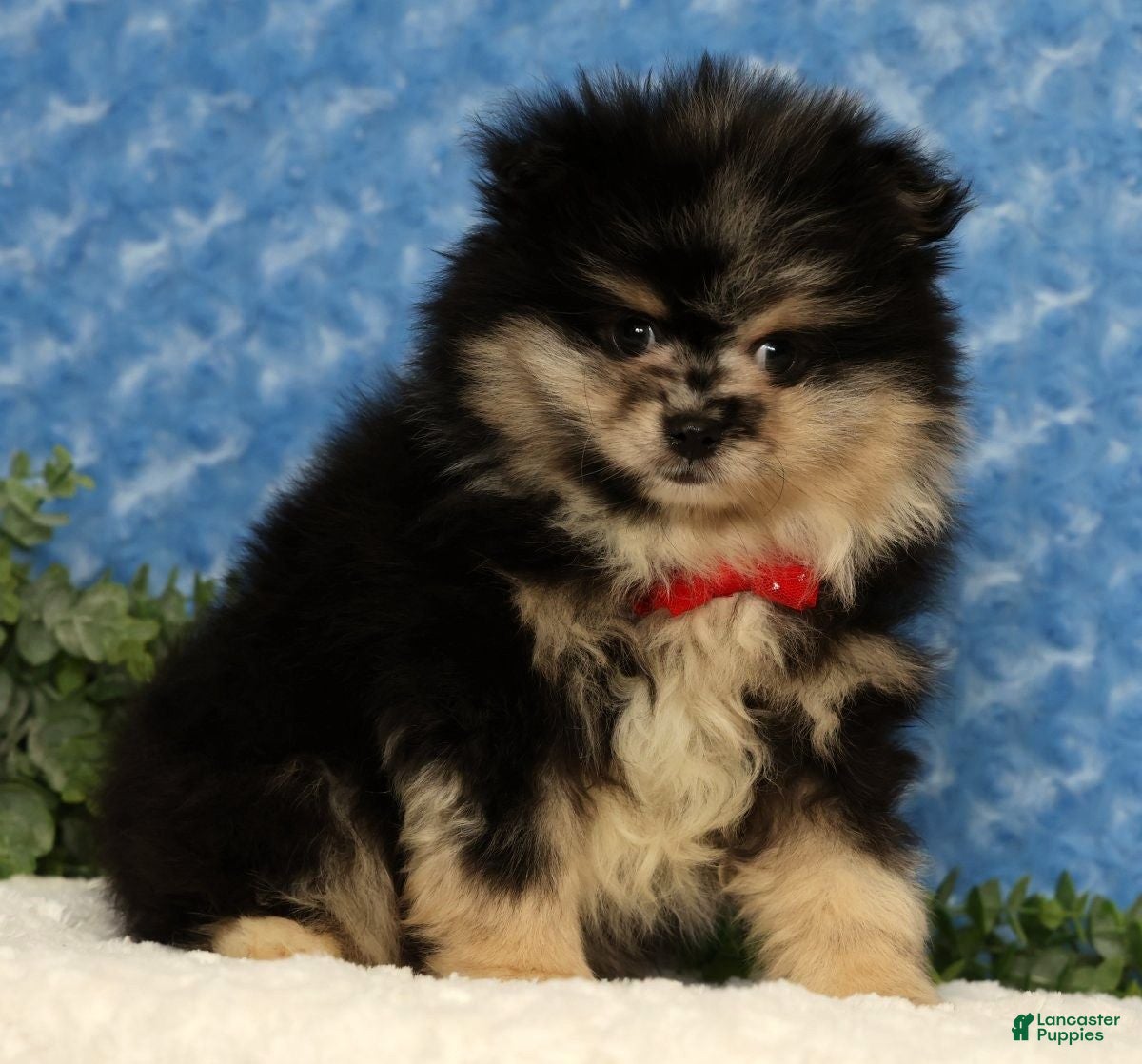 Pomeranian dogs for sale: Sonny - Ad 2