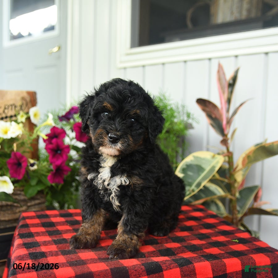Mini Bernedoodle dogs Regina - Ad 2