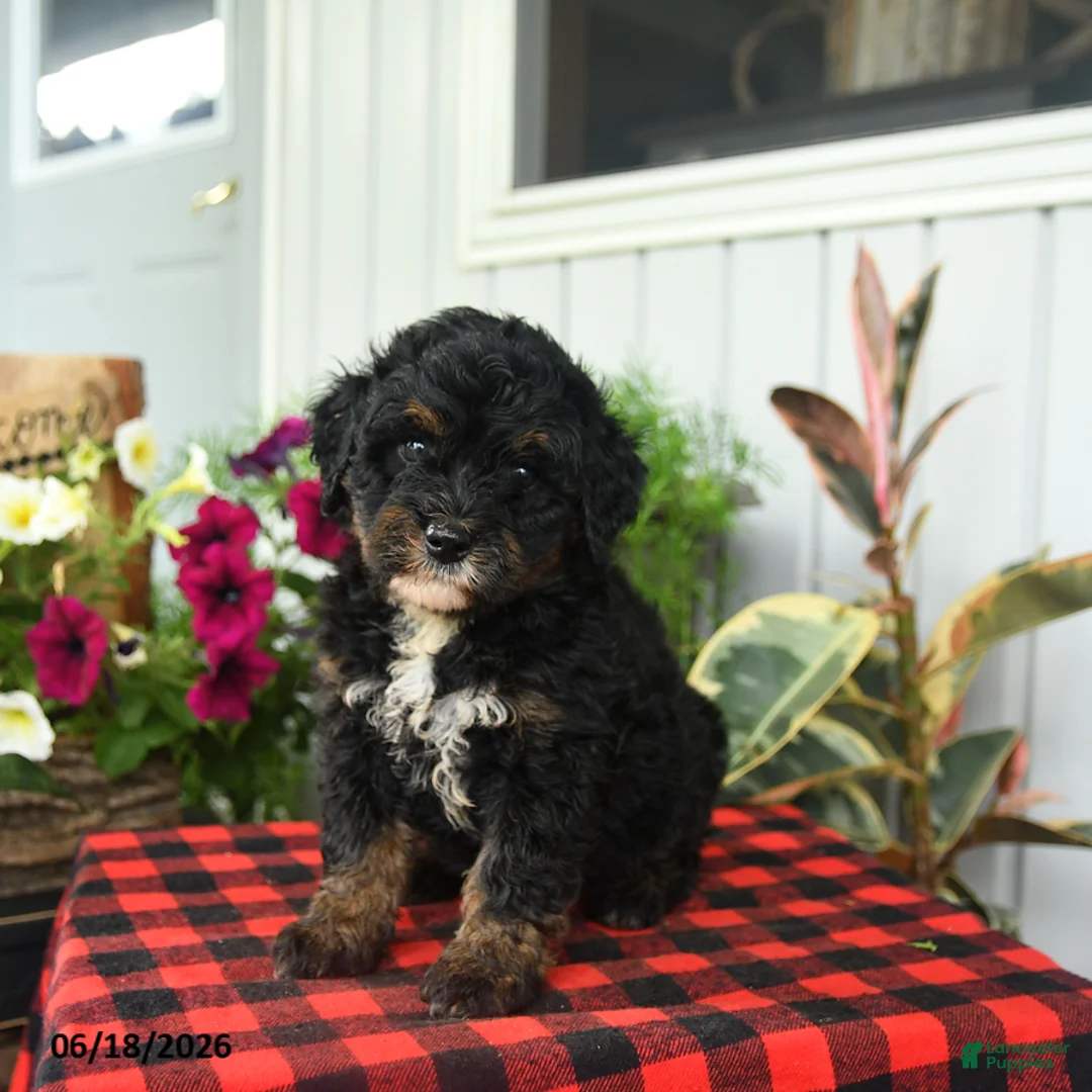 Mini Bernedoodle dogs for sale: Regina - Ad 2