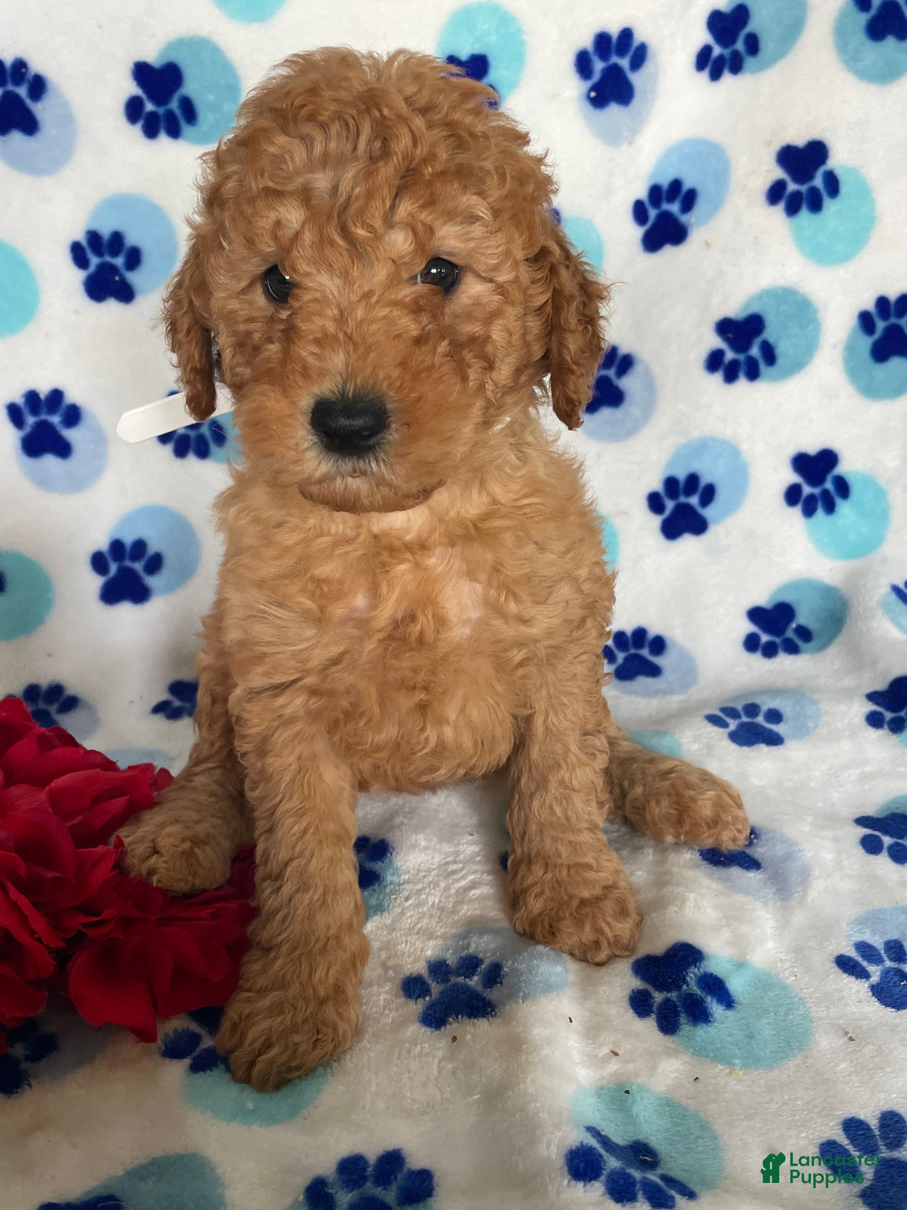 Mini Goldendoodle dogs Brooks - Ad 8