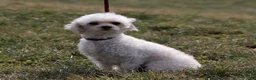 Yorkiepoo dogs for sale: Rhett - Ad 6