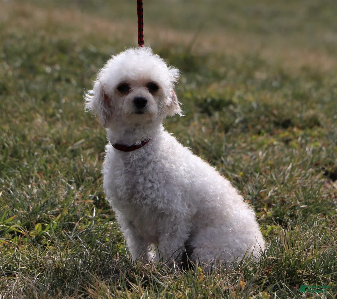 Yorkiepoo dogs for sale: Rhett - Ad 6