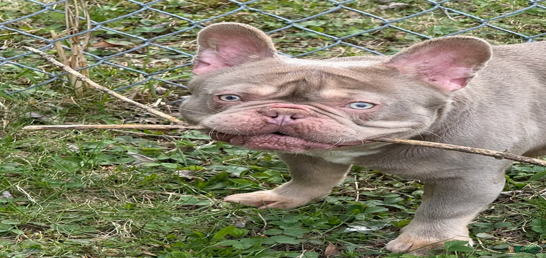 Gallery Image {{count}}