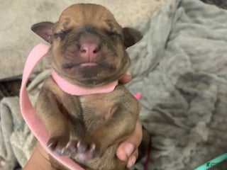 Mixed Breed dogs - Ad 26