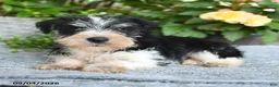 Miniature Schnauzer dogs for sale: Shane - Ad 3