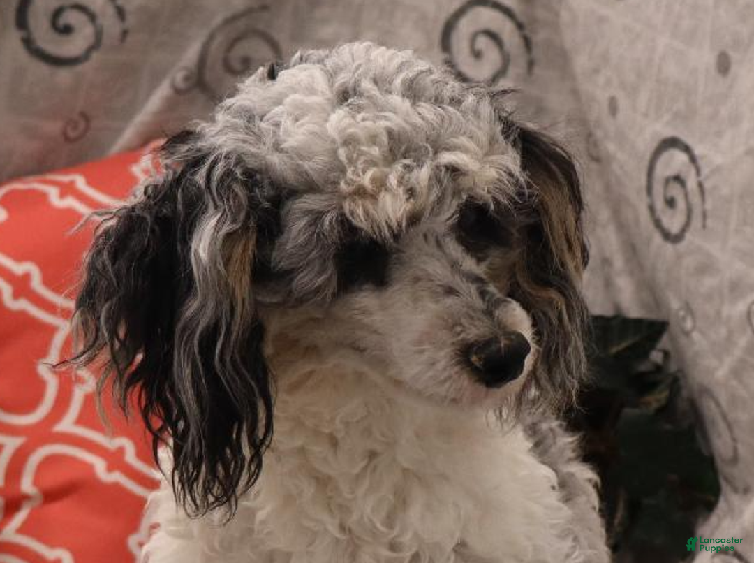 Cavapoo dogs for sale: Forrest - Ad 7