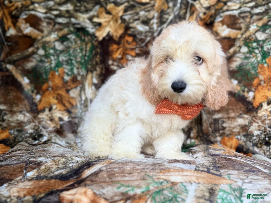 Cockapoo dogs for sale: Ollie - Ad 9