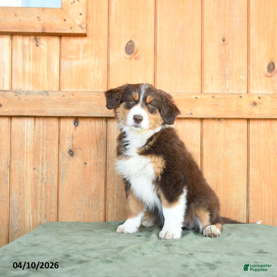 Australian Shepherd dogs Andrea  - Ad 2