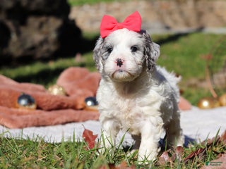 Cockapoo dogs Rosie - Ad 39