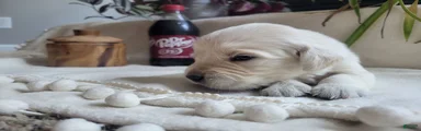 Champion Sired, Dr. Pepper