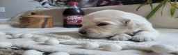 Golden Retriever dogs for sale: Champion Sired, Dr. Pepper - Ad 1
