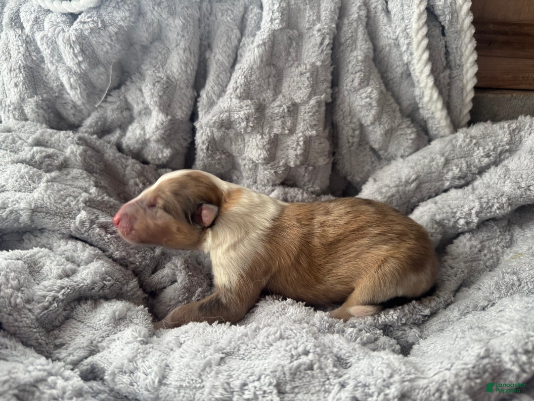 Collie dogs for sale: Nicks  - Ad 1