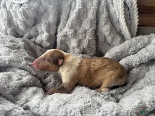 Collie dogs Nicks - Ad 40