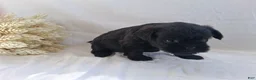 Affenpinscher dogs for sale: LLW JAMES - Ad 6