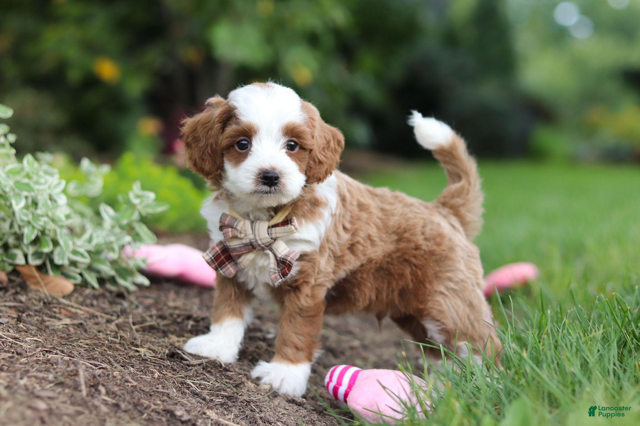 Cavapoo dogs Hunter - Ad 2
