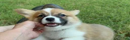 Welsh Corgi Pembroke dogs for sale: Full AKC - Ad 8